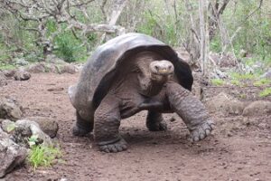 Galapagos Islands